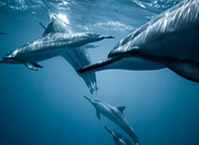 九游体育入口-萨尔布吕肯乒乓球俱乐部：樊振东将在本赛季结束后离开球队